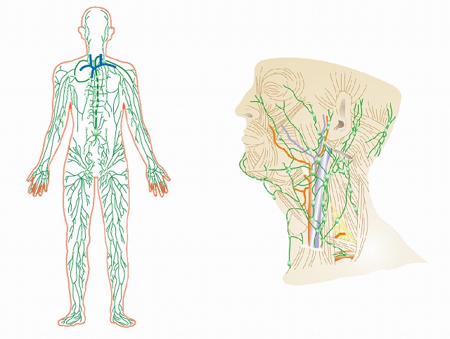 身体中を巡る、リンパの流れ