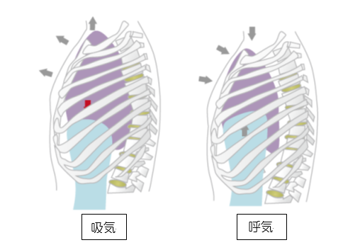 呼吸の仕組みの理解